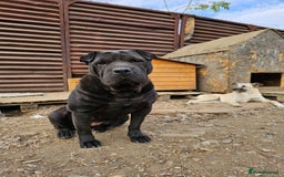 Shar Pei dogs for adoption: LIPA - a Superb, limping Girl, for a Loving Home - Image 10