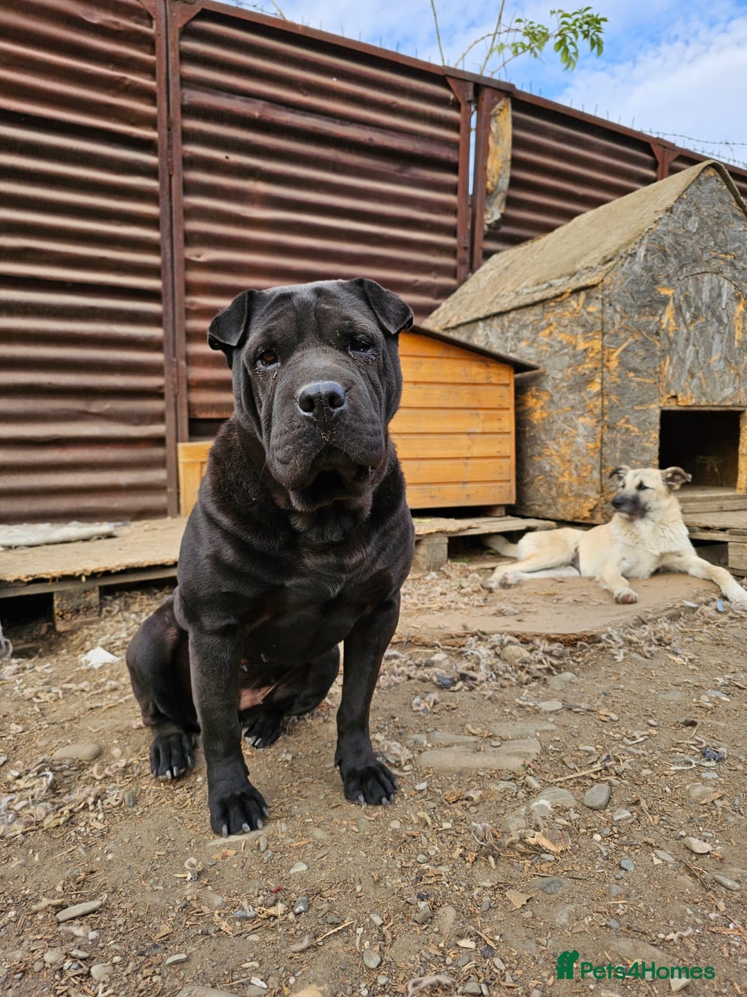 Shar Pei dogs for adoption: LIPA - a Superb, limping Girl, for a Loving Home - Image 10