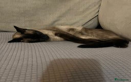Ragdoll cats for sale: FEMALE RAGDOLL/SIAMESE REHOME - Image 5