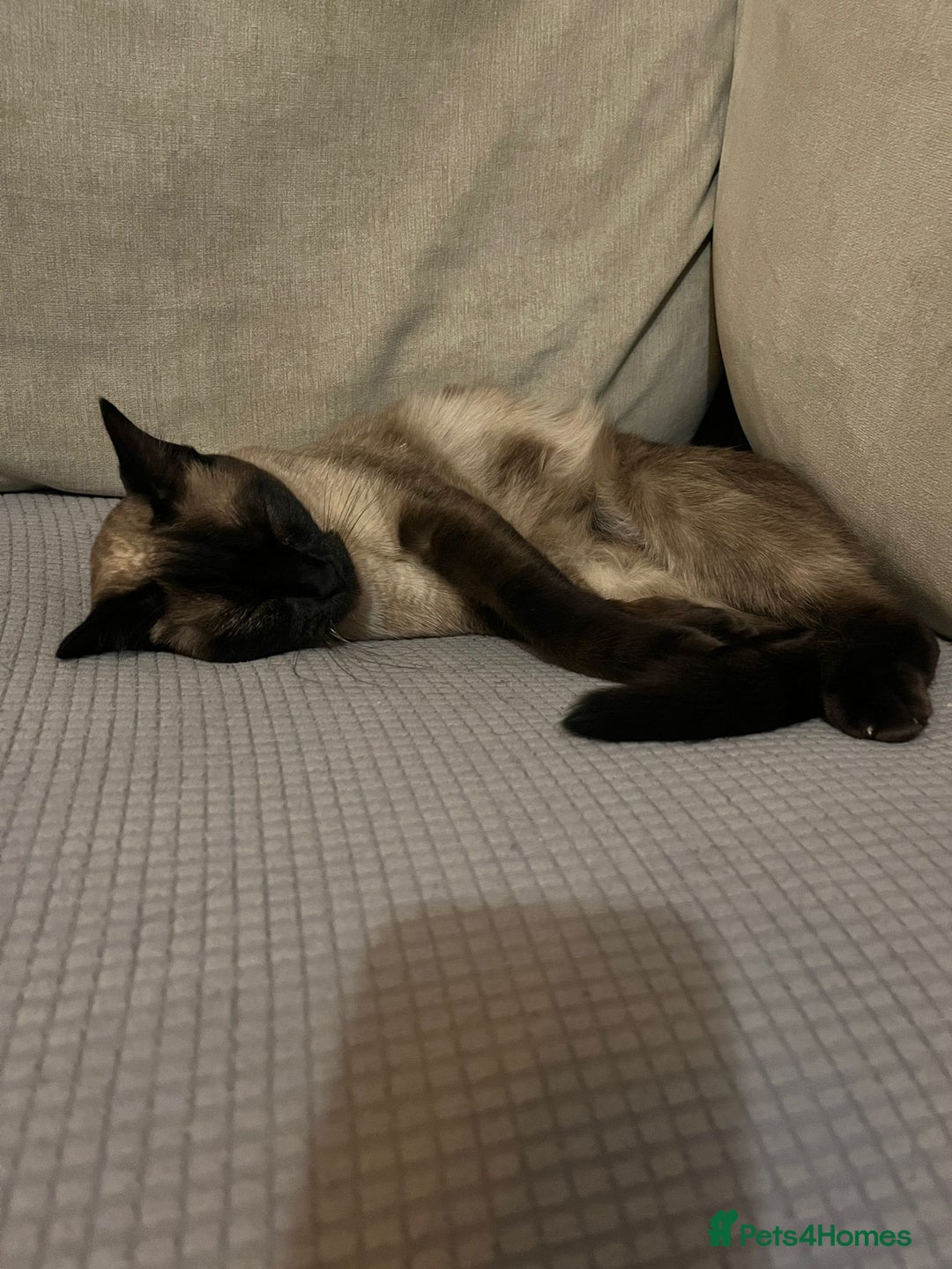 Ragdoll cats for sale: FEMALE RAGDOLL/SIAMESE REHOME - Image 5