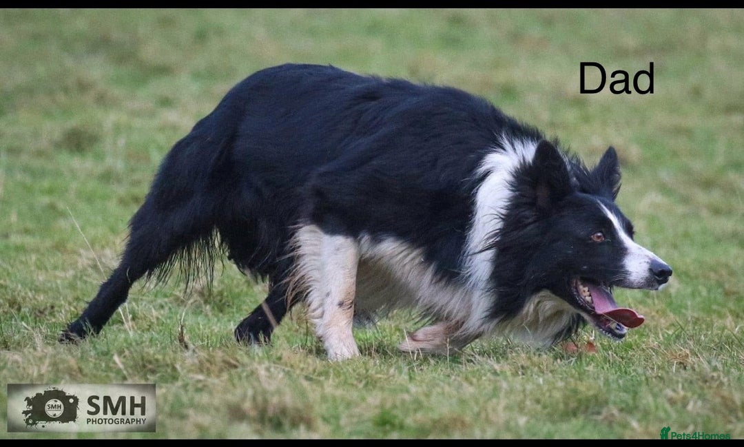 Border Collie dogs for sale: PEDIGREE ISDS & KC BORDER COLLIE PUPS - Image 34