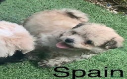 Malshi dogs for sale: Malshi puppy’s  - Image 5