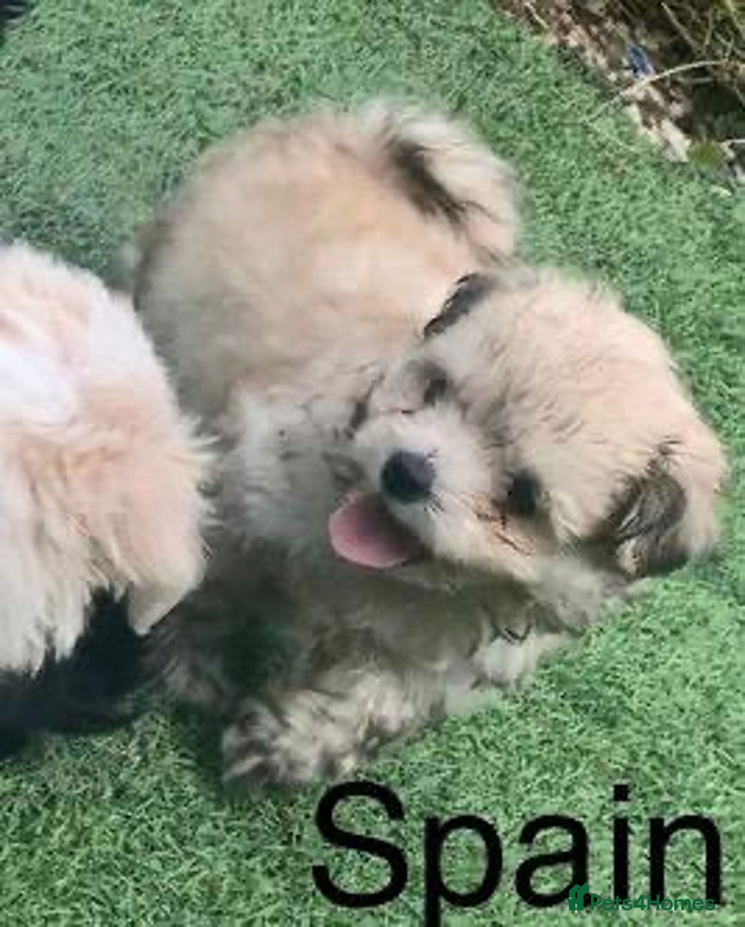 Malshi dogs for sale: Malshi puppy’s  - Image 5