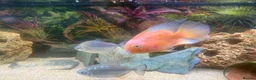Cichlids fish for sale: FREE TROPICAL FISH  - Advert 3