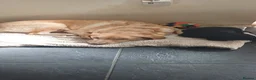 Labrador Retriever dogs for sale: READY TO LEAVE 🐶🐶 - Advert 4