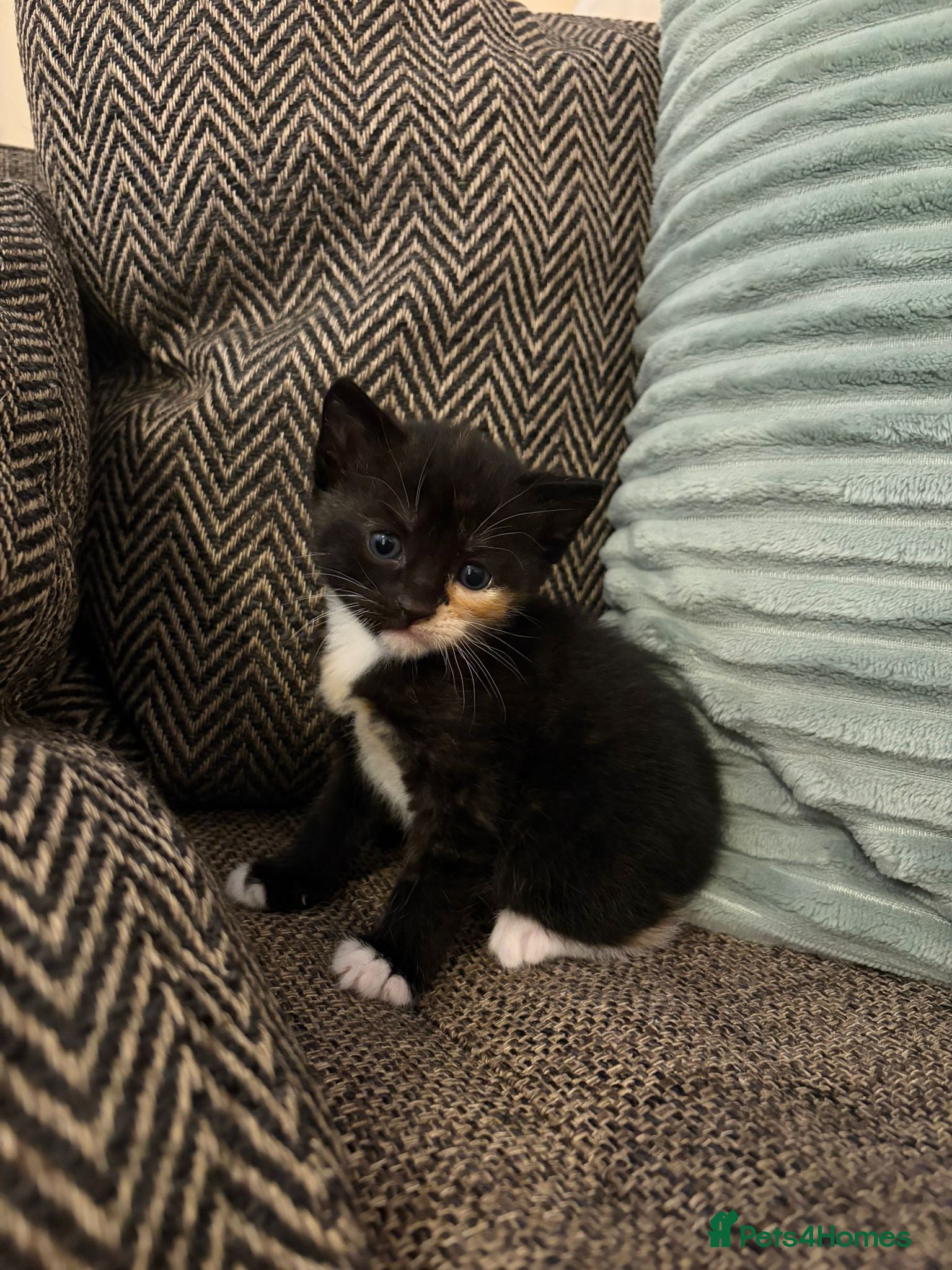 Mixed Breed cats 3 kittens still available  - Advert 14