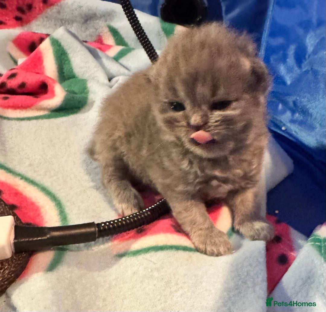 Maine Coon cats for sale: Main coon adorable kittens  - Advert 4