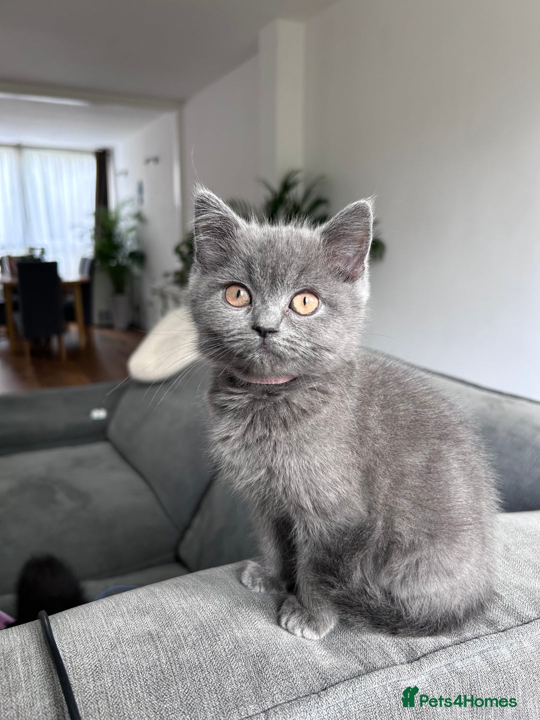 British Shorthair cats for sale: beautiful BSH girl (one girl left)  - Image 7