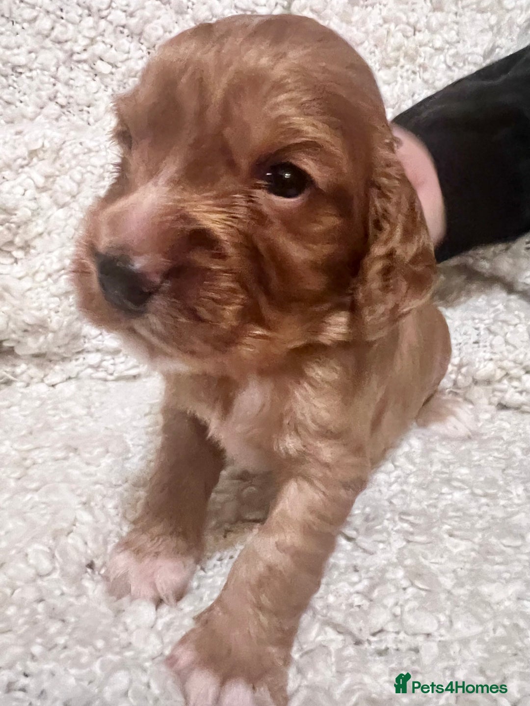 Cocker Spaniel dogs for sale: Fully health tested KC reg working Cocker Spaniels - Image 29