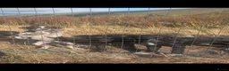 Borador dogs for sale: *ONE BOY LEFT. Boradors pups *READY NOW* - Advert 3