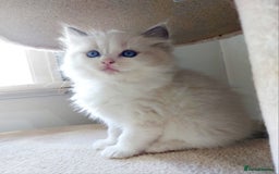 Ragdoll cats for sale: Ragdoll Kitten for Sale – Meet Sky 💙🐾 - Image 6