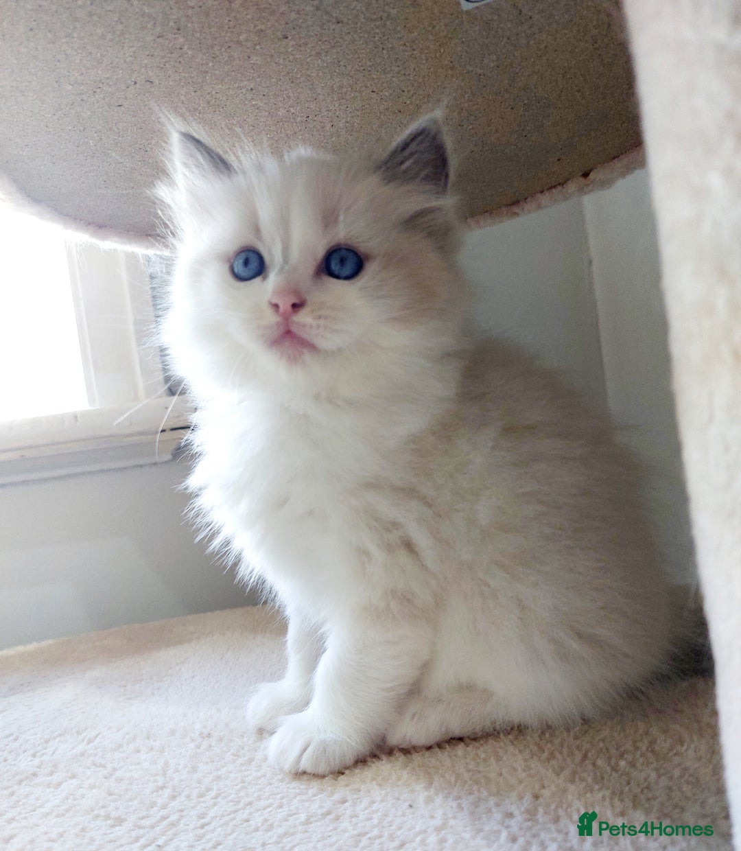Ragdoll cats for sale: Ragdoll Kitten for Sale – Meet Sky 💙🐾 - Image 6