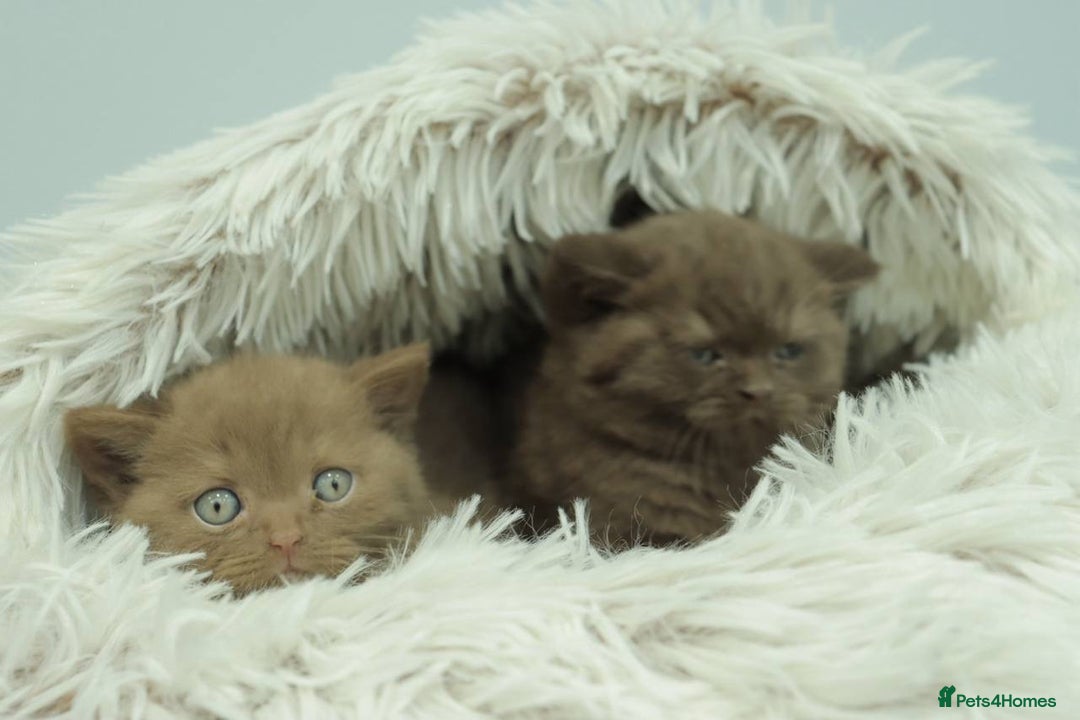 British Shorthair cats for sale: Stunning BHS Champions blood lines kittens  - Advert 23
