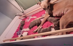 Mixed Breed dogs for sale: Whippet cross puppies - Image 5