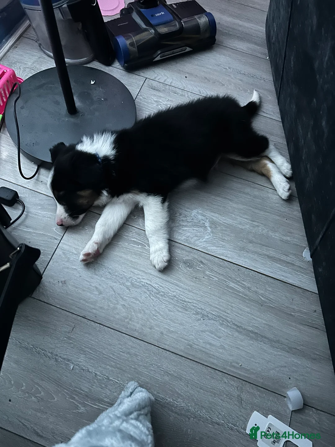 Border Collie dogs for sale: 6 month old border collie in Nuneaton - Advert 3