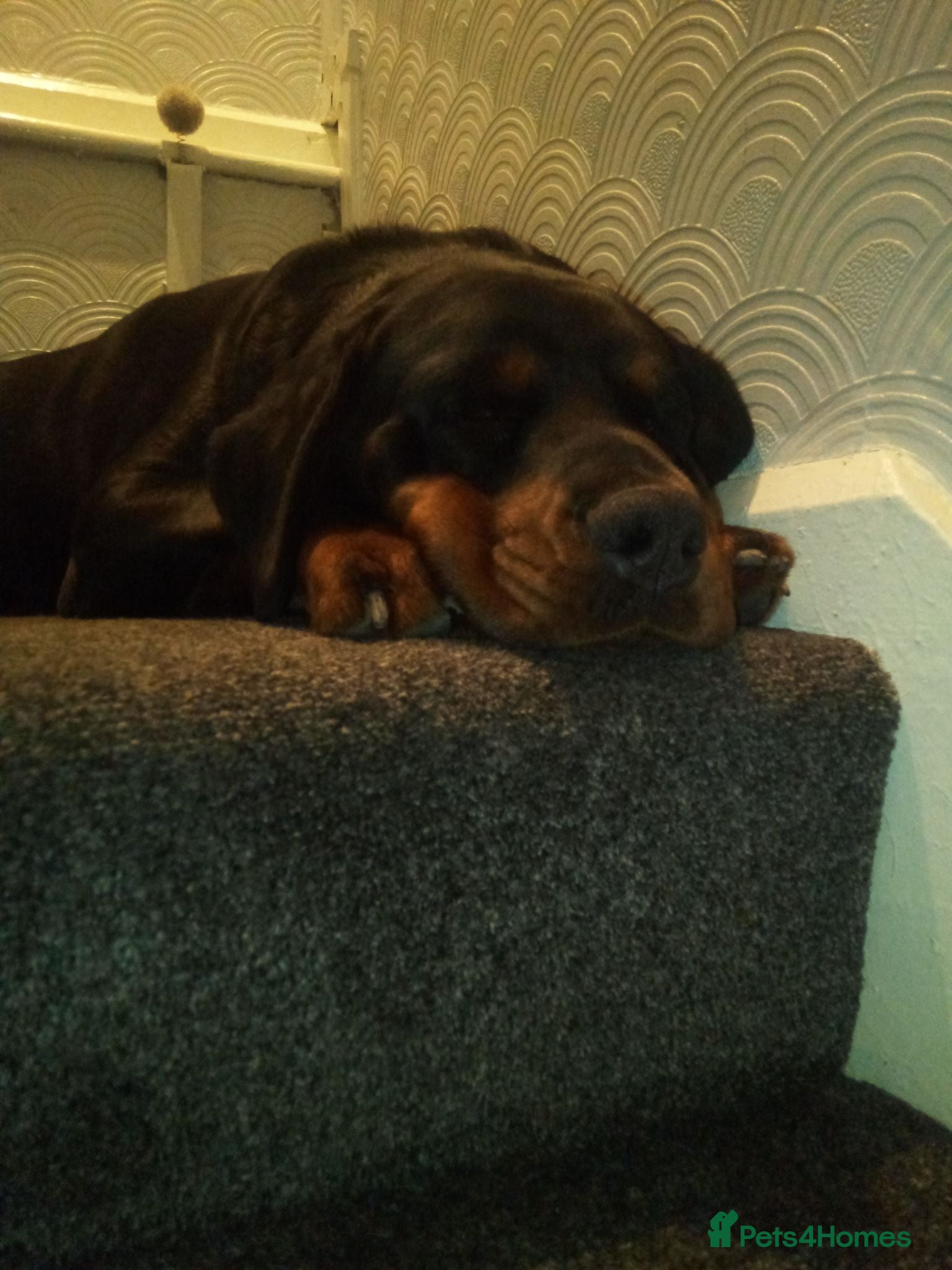 Dobermann dogs HIS NAME IS MAX - Advert 1