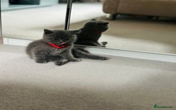 British Shorthair cats for sale: Male kitten 9 weeks - Image 3