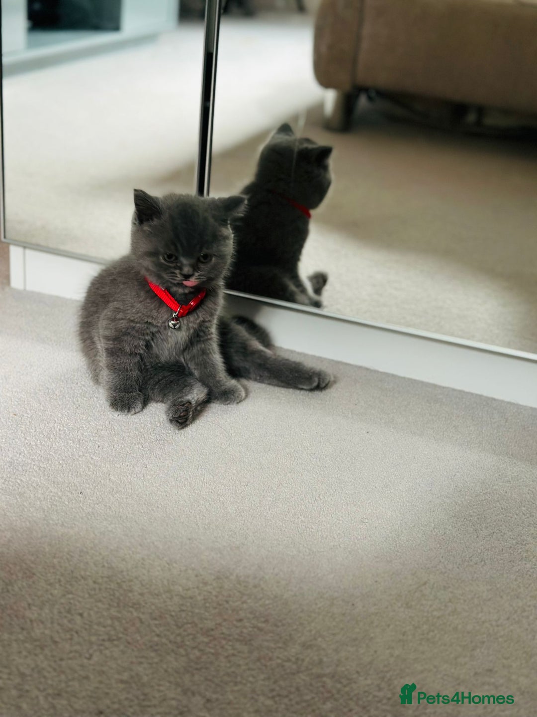 British Shorthair cats for sale: Male kitten 9 weeks - Image 3