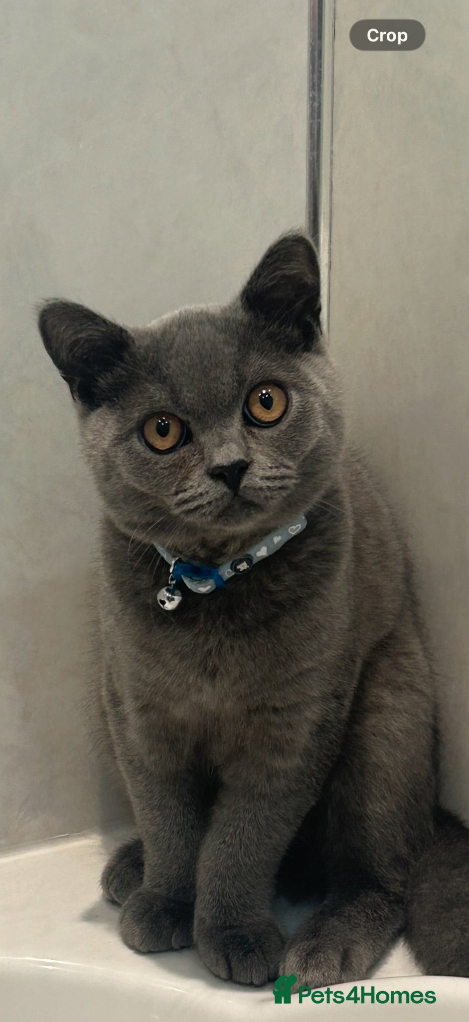 British Shorthair cats British short hair Jasper  - Advert 2
