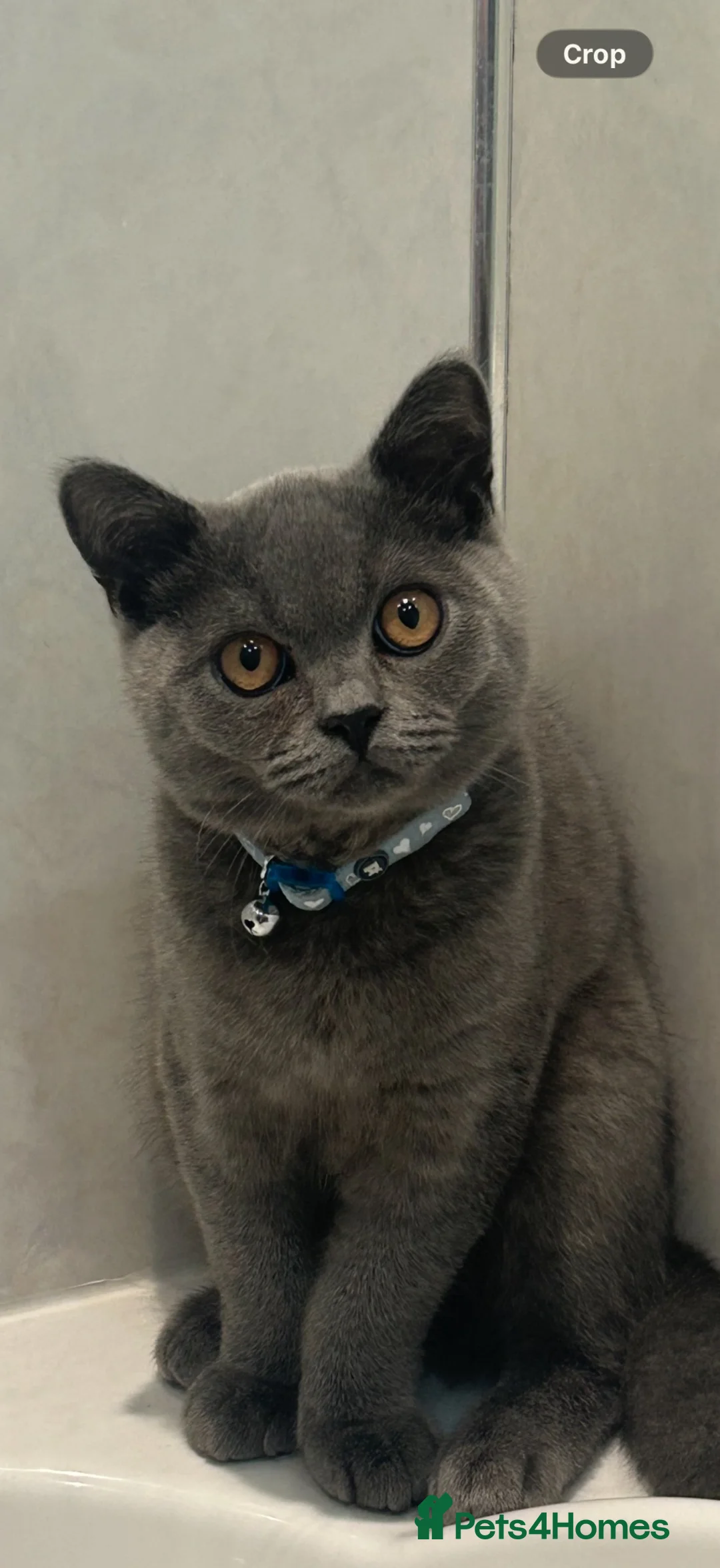 British Shorthair cats for sale: British short hair Jasper 1 year  - Advert 1