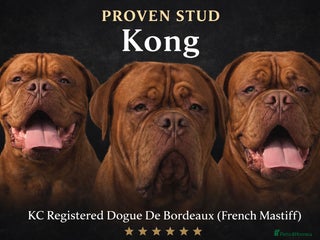 Dogue De Bordeaux dogs Proven KC Reg Dogue De Bordeaux in Newcastle upon Tyne - Advert 1