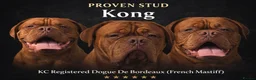 Dogue De Bordeaux dogs for stud: Proven KC Reg Dogue De Bordeaux in Newcastle upon Tyne - Advert 1