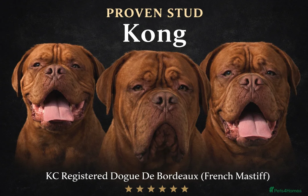 Dogue De Bordeaux dogs for stud: Proven KC Reg Dogue De Bordeaux in Newcastle upon Tyne - Advert 1