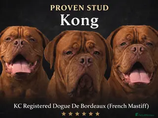 Dogue De Bordeaux dogs Proven KC Reg Dogue De Bordeaux in Newcastle upon Tyne - Advert 1