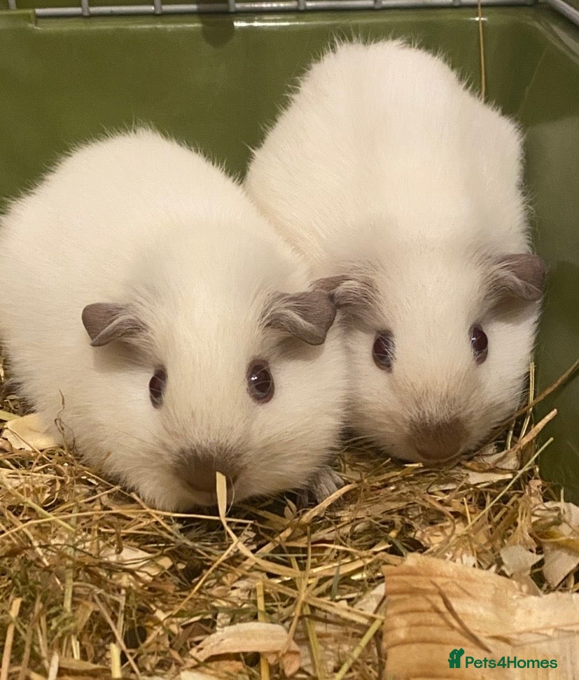 Guinea Pig rodents Male Chocolate point Guinea Pig - Advert 7