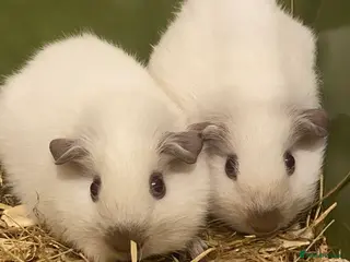 Guinea Pig rodents Male Chocolate point Guinea Pig - Advert 17