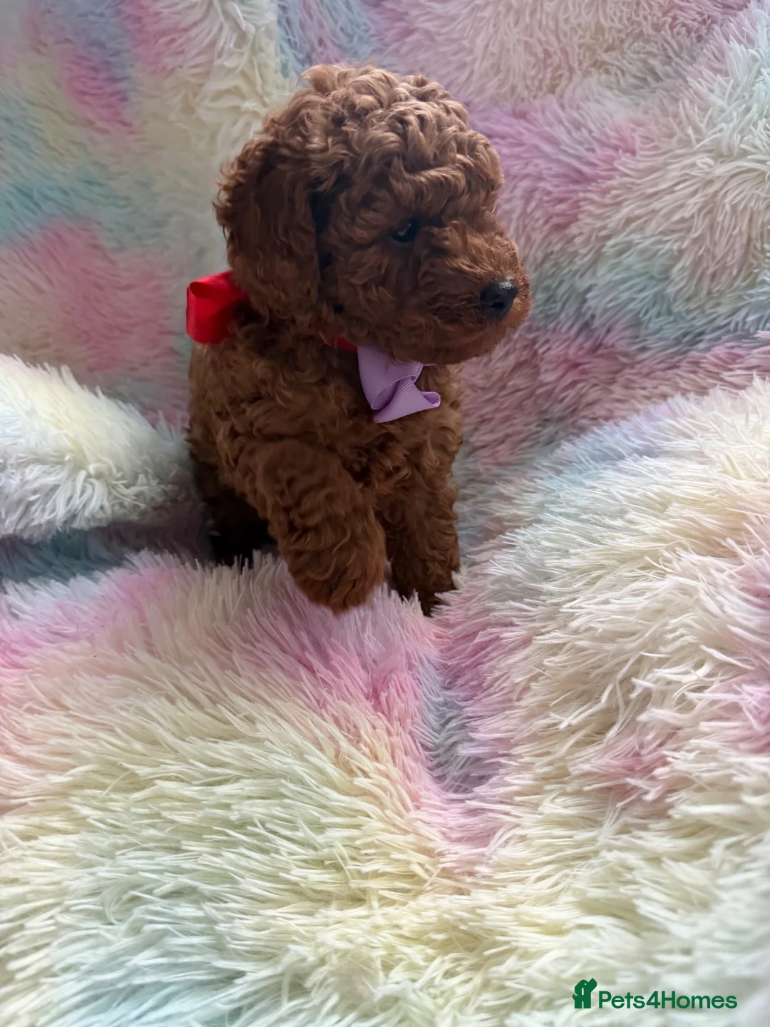 Toy Poodle dogs for sale: Red Toy poodle 🐩❤️ - Advert 10