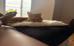 Bengal cats for sale: Bengal Kitten  - Image 6