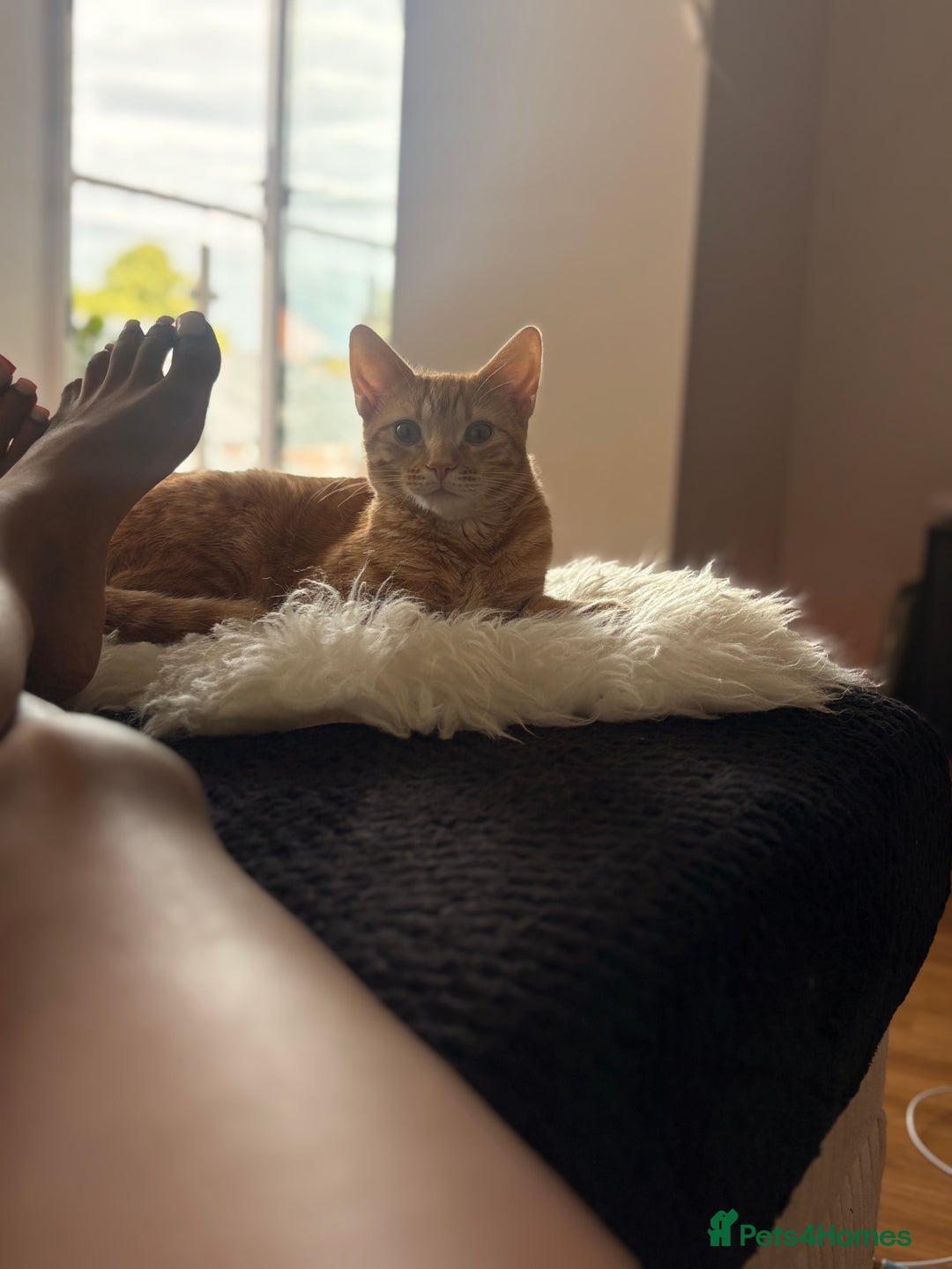 Bengal cats for sale: Bengal Kitten  - Image 6