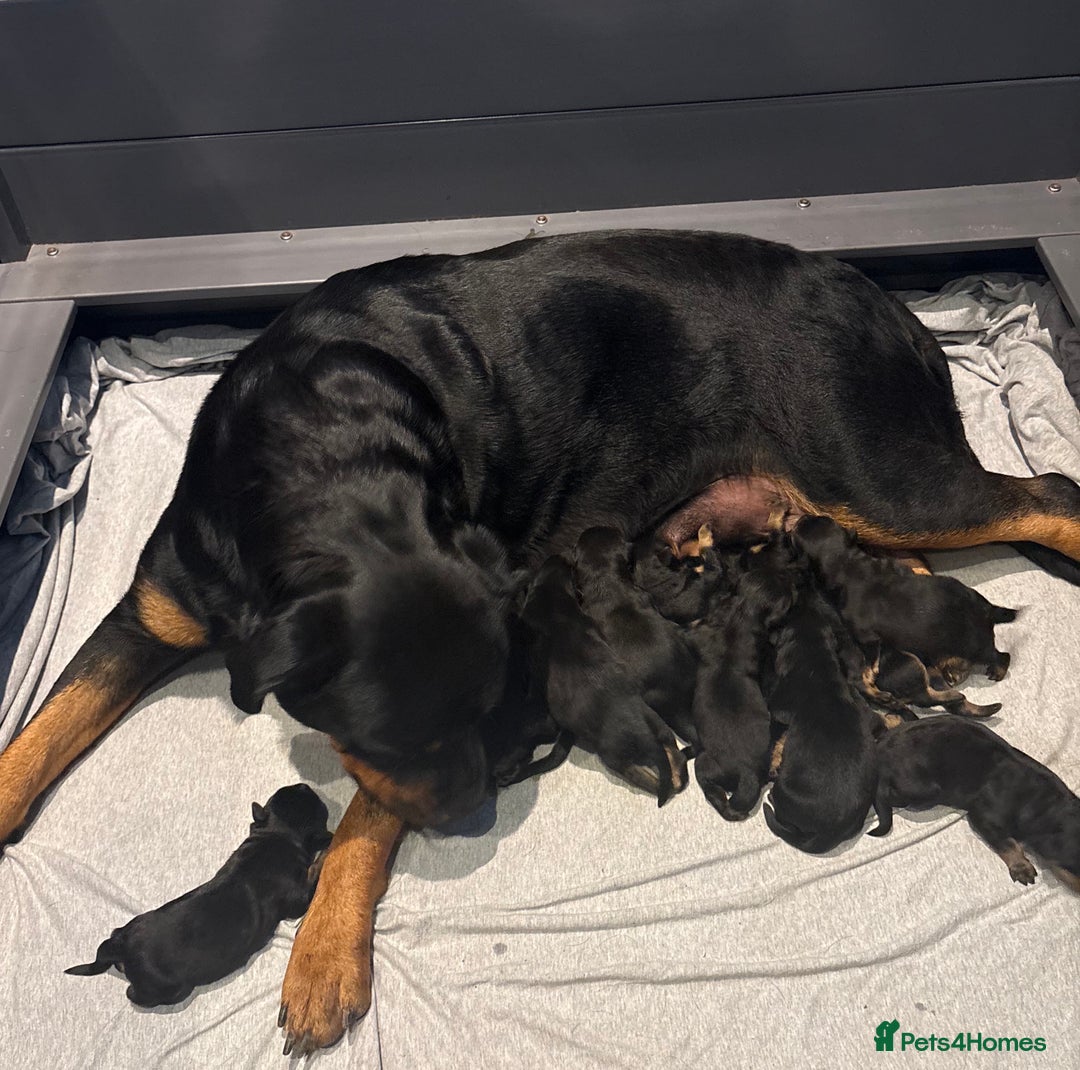 Rottweiler dogs for sale: ROTTWEILER PUPPIES. KC REGISTERED. FREE INSURANCE. - Advert 2