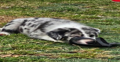 Border Collie dogs - Advert 8
