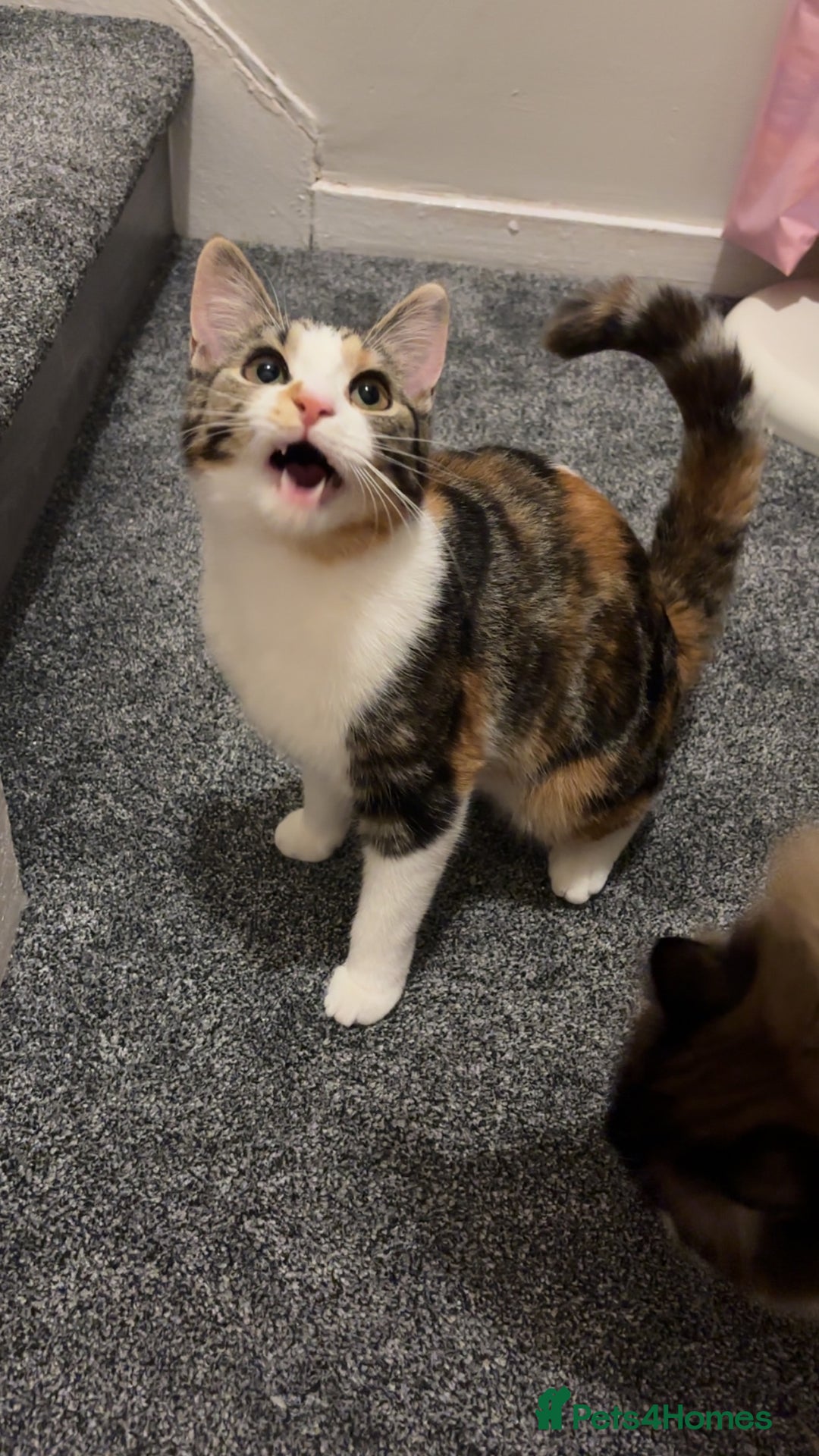 Mixed Breed cats for sale: Brother and sister cats  - Advert 4