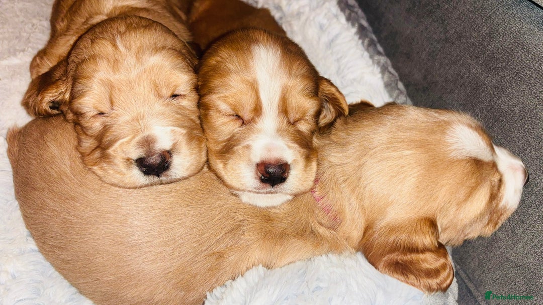 Cocker Spaniel dogs for sale: Cocker spaniel puppies for sale  - Advert 4