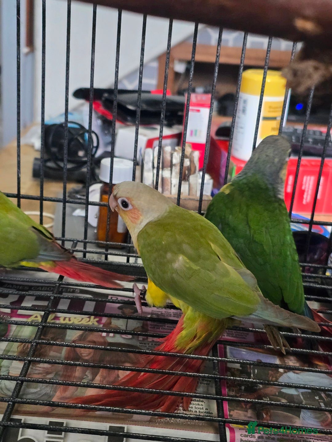 Conures birds for sale: pineapple Conures - Image 4