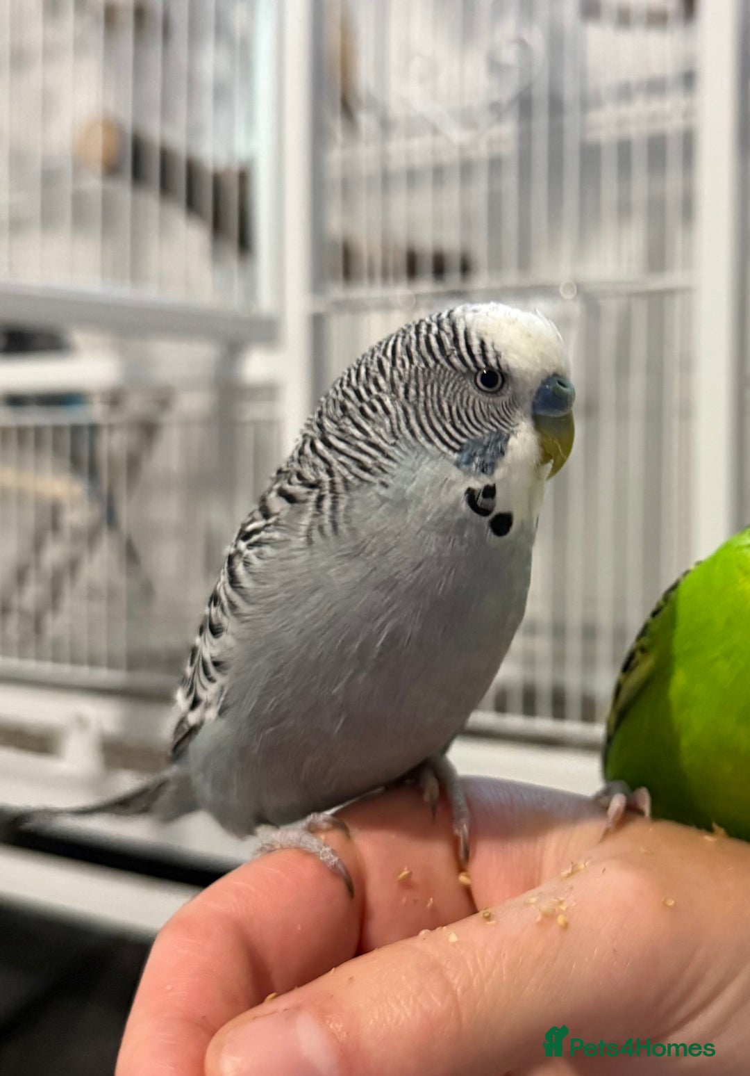 Budgerigars birds for sale: 6 Male Budgies. Tame/ semi-tame. OPEN TO OFFERS - Image 6