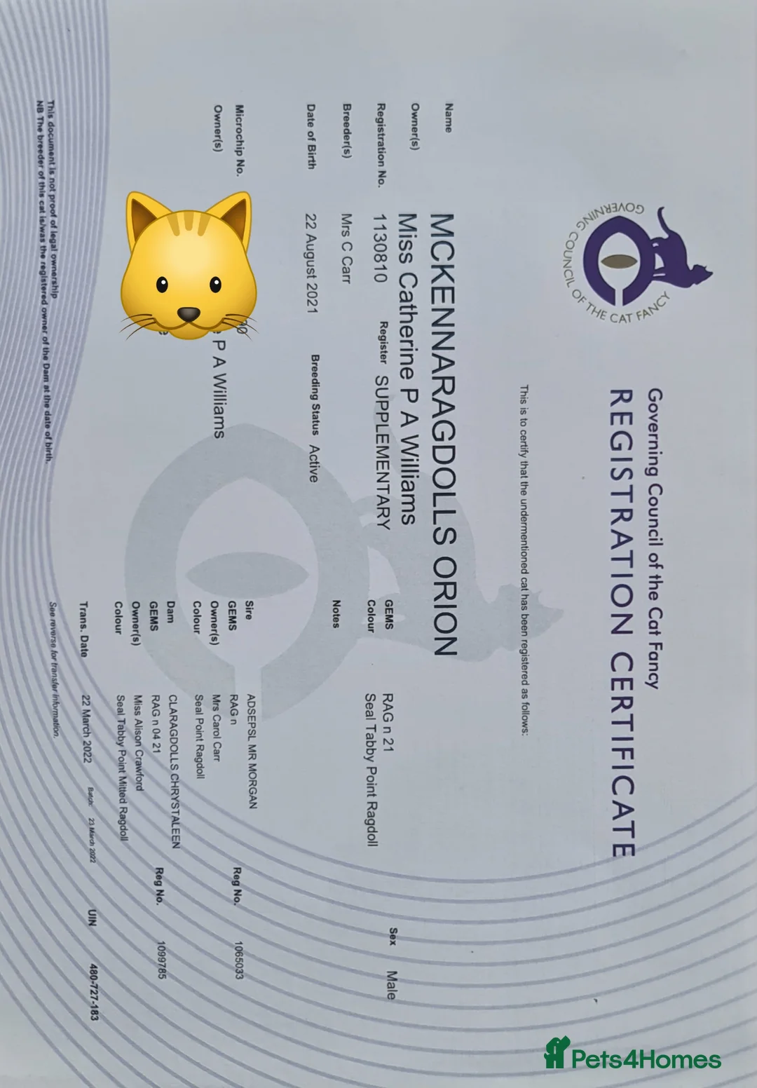 Ragdoll cats for sale: Cuddlest Ragdoll GCCF registered ACTIVE  - Advert 2