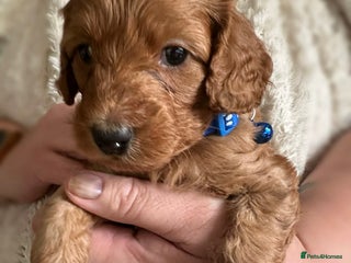 Cockapoo dogs Gorgeous F1b cockapoo puppies - Advert 3