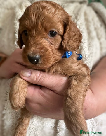 Cockapoo dogs Gorgeous F1b cockapoo puppies - Advert 4