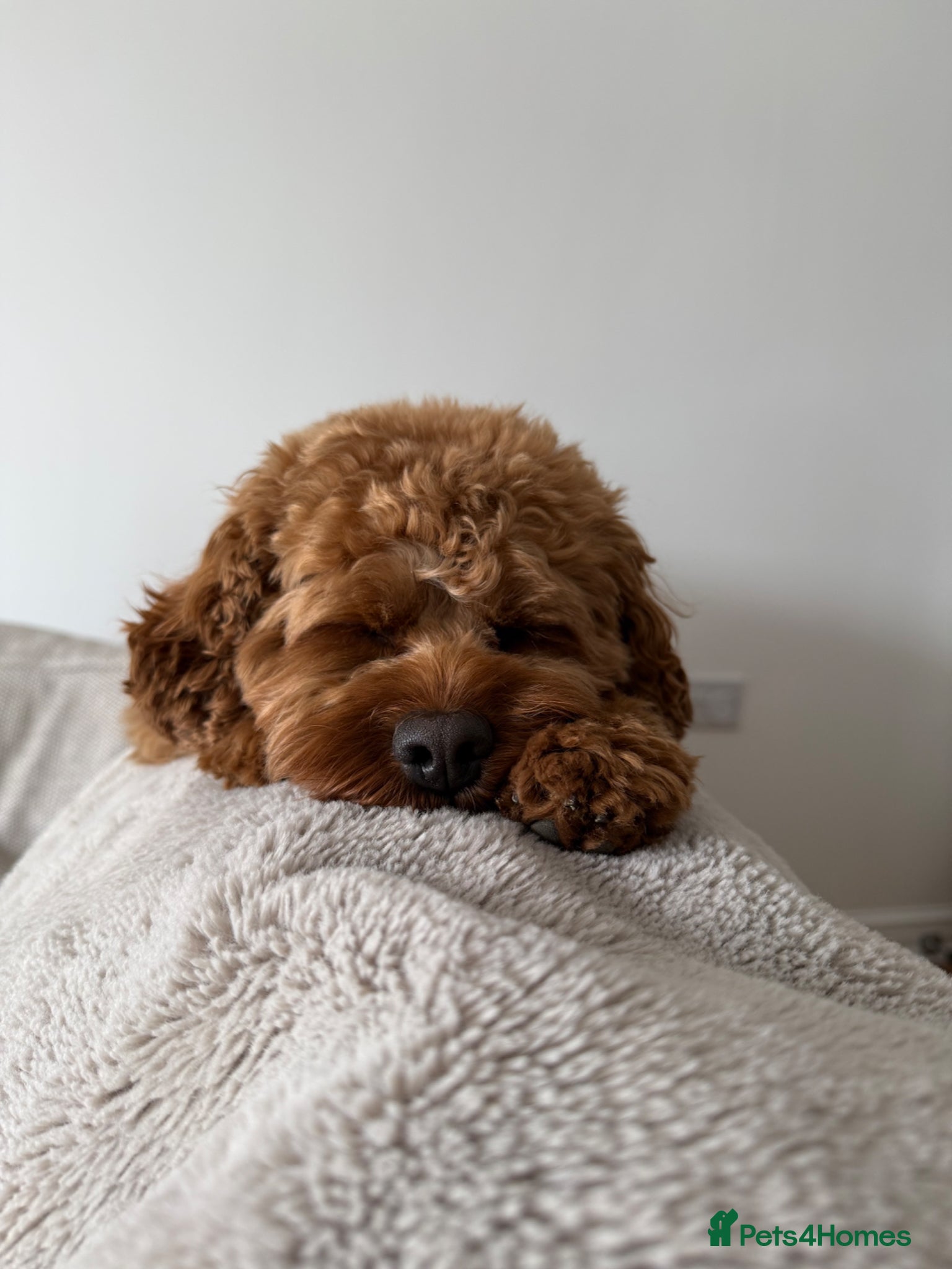 Cavapoo dogs for sale: Teddy 🐾 - Advert 5