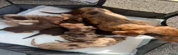Dachshund dogs for sale: Dachshund puppies  - Advert 5