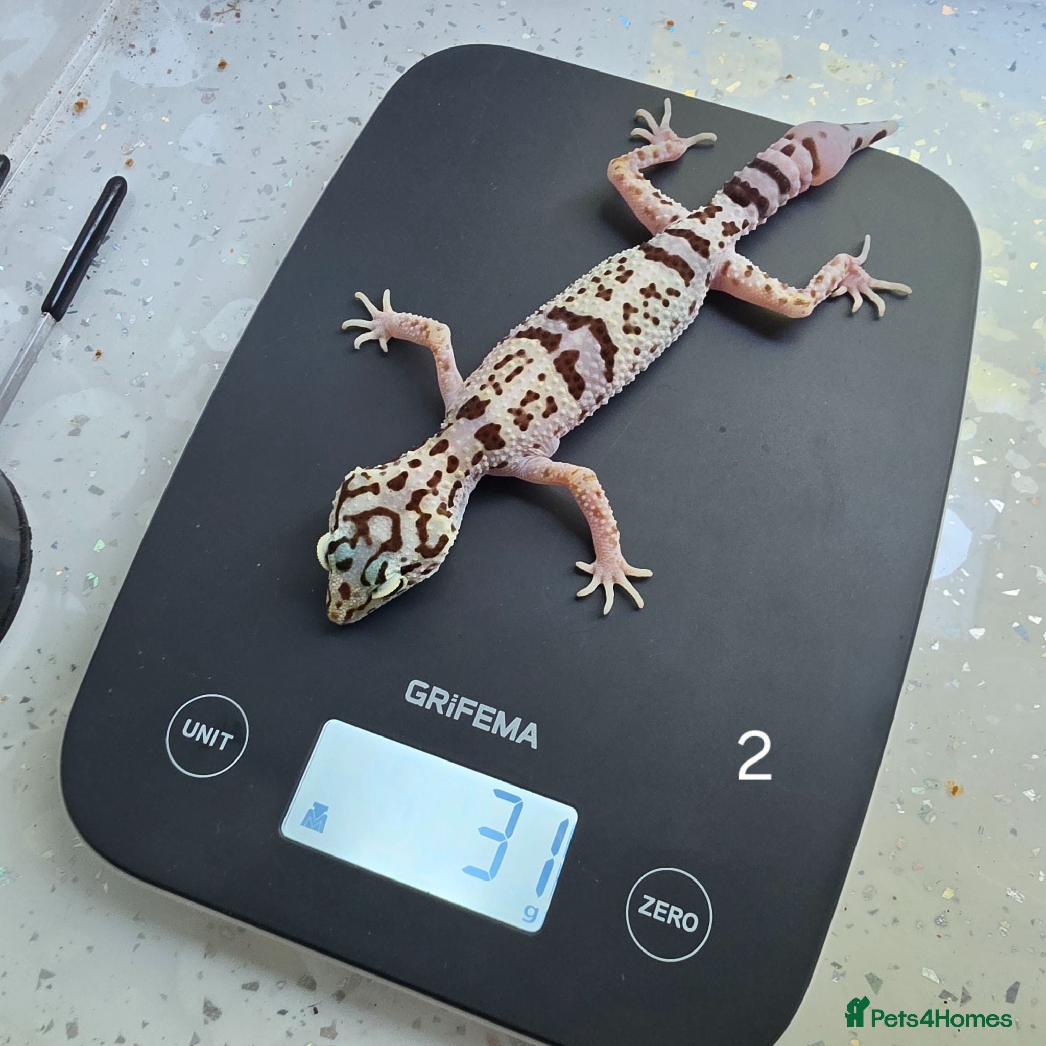 Leopard Gecko reptiles Rare 2 Eublepharis angramainyu cb25 leopard geckos - Advert 8