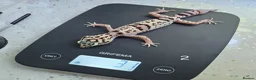 Leopard Gecko reptiles for sale: Rare 2 Eublepharis angramainyu cb25 leopard geckos - Advert 1