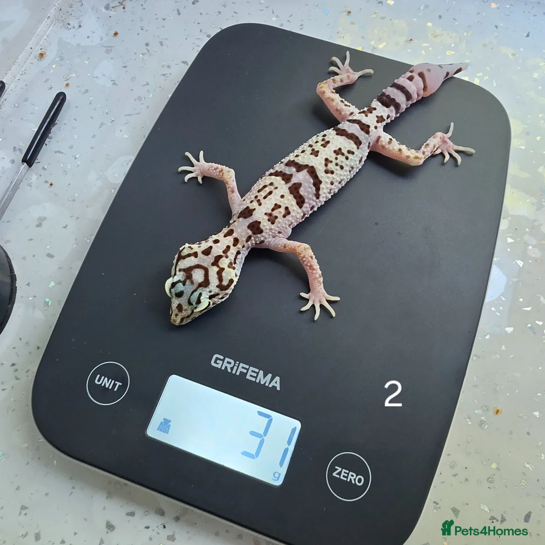 Leopard Gecko reptiles for sale: Rare 2 Eublepharis angramainyu cb25 leopard geckos - Advert 1