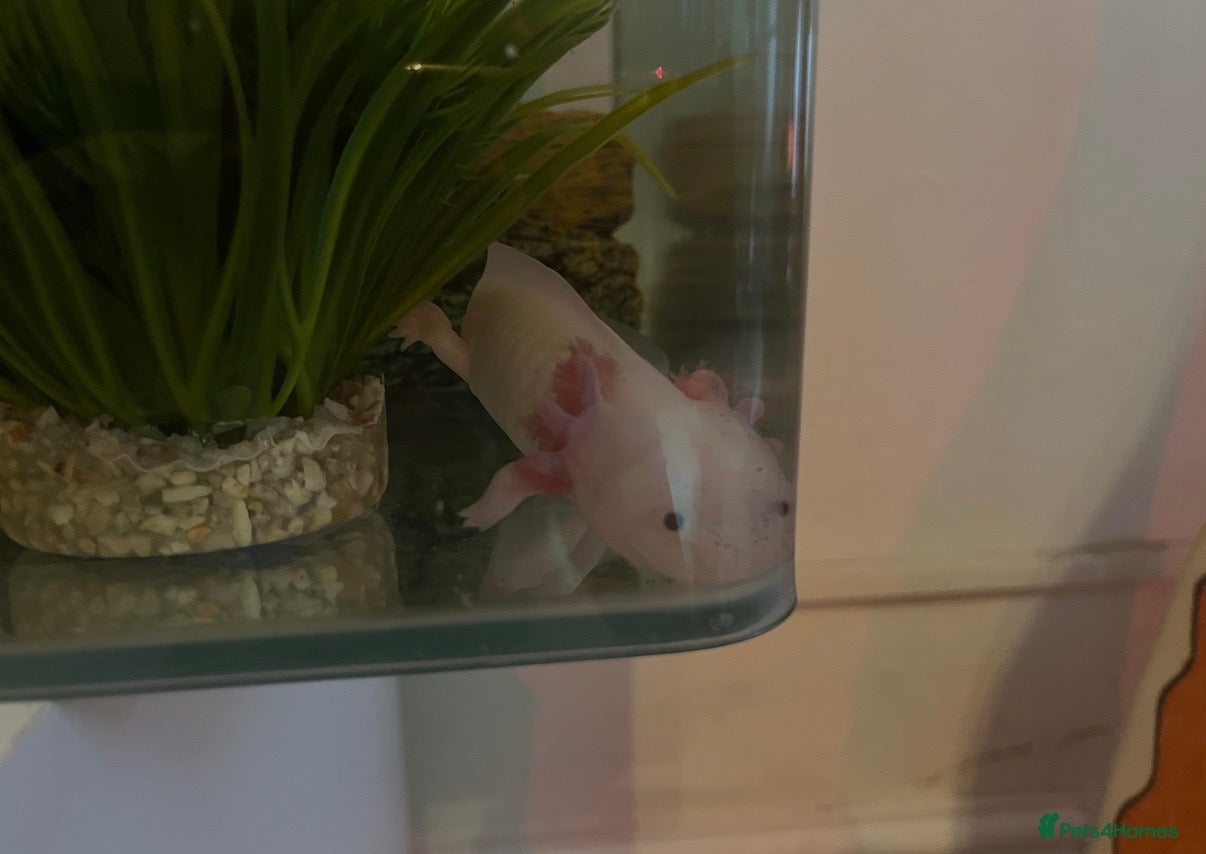 Axolotl reptiles Male axolotl  - Advert 3