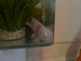 Axolotl reptiles Male axolotl - Advert 3