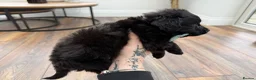 Cockapoo dogs for sale: Beautiful toy size cockatoo girl Puppy - Advert 7